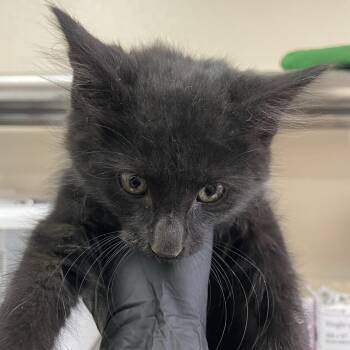 Palisades -  Domestic Medium Hair Cat for Adoption in Reno, Nevada - Palisades | PetCurious