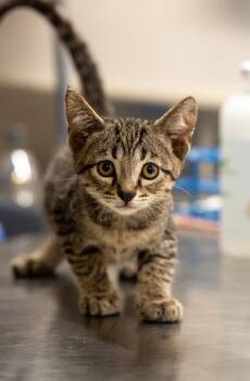 SOPHIE -  Domestic Short Hair Cat for Adoption in Houston, Texas - SOPHIE | PetCurious