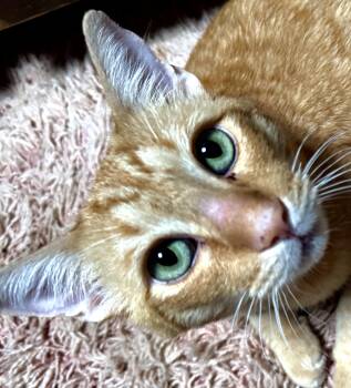 Rescue Domestic Short Hair Cats for Adoption in Sierra Vista, Arizona - Rusty | PetCurious