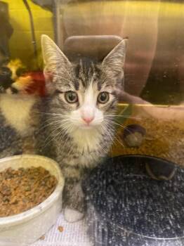 Totoro -  Domestic Short Hair Cat for Adoption in Jackson, Tennessee - Totoro | PetCurious