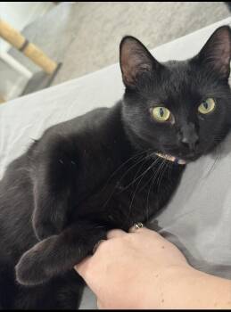 Rescue Domestic Short Hair Cats for Adoption in Pittsburgh, Pennsylvania - Onyx | PetCurious