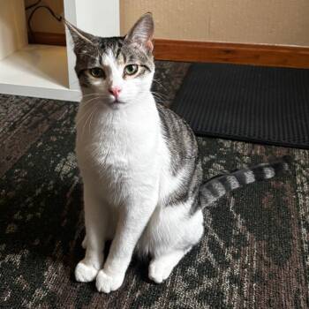 Domestic Short Hair Cats Available for Adoption in Medina, Ohio - Azalan (bonded W/Chester) | PetCurious