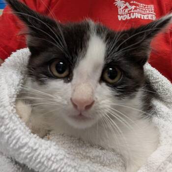 Lil Baby -  Domestic Short Hair Cat for Adoption in Galveston, Texas - Lil Baby | PetCurious