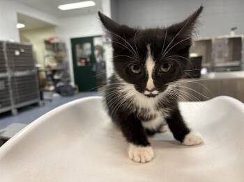 A1924847 -  Domestic Short Hair Cat for Adoption in Thousand Palms, California - A1924847 | PetCurious