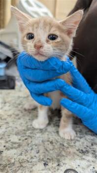 Romaine -  Domestic Short Hair Cat for Adoption in Largo, Florida - Romaine | PetCurious