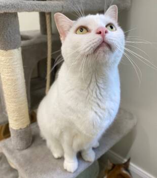 Rescue Domestic Medium Hair Cats for Adoption in Fall River, Massachusetts - Ginn | PetCurious