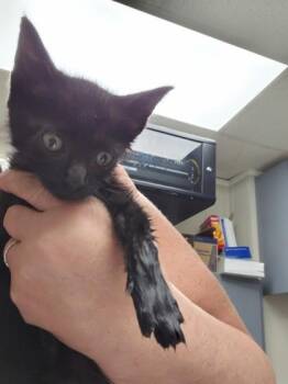 WINIFRED -  Domestic Short Hair Cat for Adoption in Conway, Arkansas - WINIFRED | PetCurious