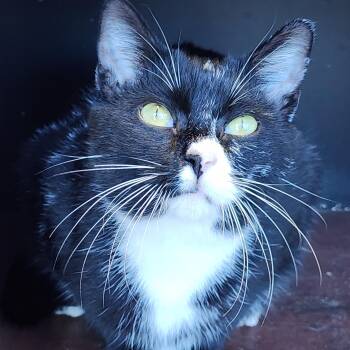 Rescue Tuxedo Cats for Adoption in Williston, Florida - Amadeus | PetCurious