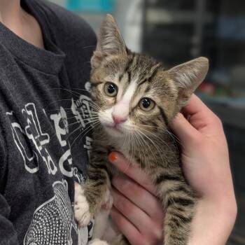 Adventure Cat -  Domestic Short Hair Cat for Adoption in Cape Girardeau, Missouri - Adventure Cat | PetCurious