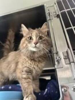 Cavatappi -  Domestic Long Hair Cat for Adoption in Manitowoc, Wisconsin - Cavatappi | PetCurious