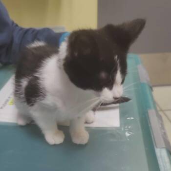 Domestic Short Hair Cats Available for Adoption in Falls Church, Virginia - Dynamic | PetCurious