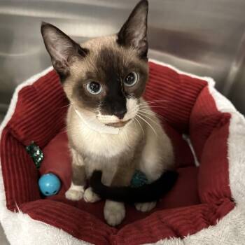 Stormy Jo -  Siamese and Domestic Short Hair Cat for Adoption in Tallahassee, Florida - Stormy Jo | PetCurious