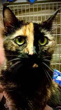 Rescue Domestic Short Hair Cats for Adoption in Cloquet, Minnesota - Mama Harvey Two Face | PetCurious