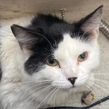 Freddie -  Domestic Short Hair Cat for Adoption in Buffalo, Wyoming - Freddie | PetCurious