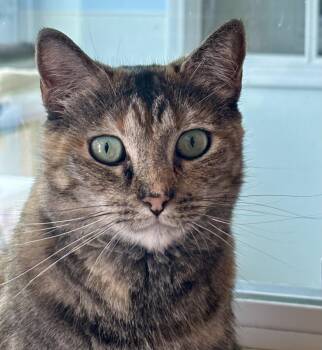 Rescue Domestic Short Hair and Dilute Tortoiseshell Cats for Adoption in Shenandoah, Iowa - Twinkle | PetCurious