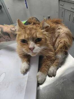 Coraline -  Domestic Long Hair and Domestic Short Hair Cat for Adoption in Sevierville, Tennessee - Coraline | PetCurious