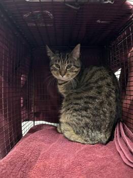 AUTUMN -  Domestic Short Hair Cat for Adoption in Kalamazoo, Michigan - AUTUMN | PetCurious