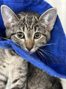 Rescue Domestic Short Hair Cats for Adoption in Benld, Illinois - McDouble | PetCurious