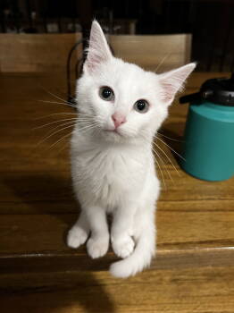 Rescue Domestic Short Hair Cats for Adoption in West Palm Beach, Florida - Happy | PetCurious