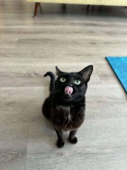 Mary -  Domestic Short Hair Cat for Adoption in Pleasanton, California - Mary | PetCurious