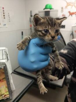 ANNIE -  Domestic Short Hair Cat for Adoption in Fort Lauderdale, Florida - ANNIE | PetCurious