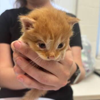 Renegade -  Domestic Short Hair Cat for Adoption in Corpus Christi, Texas - Renegade | PetCurious