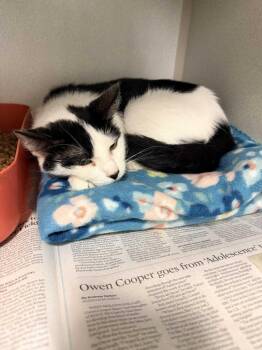 Zilla -  Domestic Short Hair Cat for Adoption in Pottsville, Pennsylvania - Zilla | PetCurious