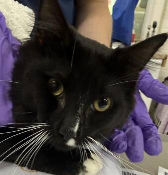 LORENZO -  Domestic Short Hair Cat for Adoption - LORENZO | PetCurious