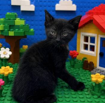 Kevin -  Domestic Short Hair Cat for Adoption in Washington Court House, Ohio - Kevin | PetCurious