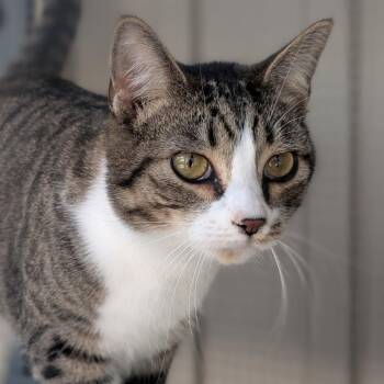 Domestic Short Hair Cats Available for Adoption in Pocatello, Idaho - Beau | PetCurious
