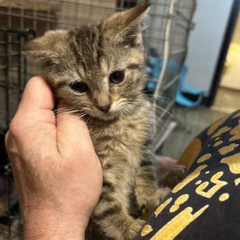 Snapdragon -  Domestic Short Hair Cat for Adoption in Johnstown, Pennsylvania - Snapdragon | PetCurious