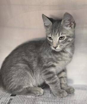 Casper -  Domestic Short Hair Cat for Adoption in North Myrtle Beach, South Carolina - Casper | PetCurious