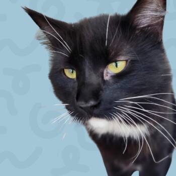Indica -  Domestic Medium Hair Cat for Adoption in Reno, Nevada - Indica | PetCurious
