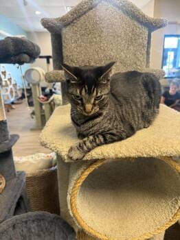 Angel Shark -  Domestic Short Hair and Tabby Cat for Adoption in Chandler, Arizona - Angel Shark | PetCurious