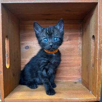 Rescue Tabby Cats for Adoption in Lawrenceville, Georgia - Zero | PetCurious