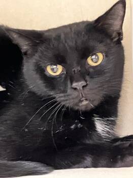 Rescue Domestic Short Hair Cats for Adoption in Christiansburg, Virginia - Banshee | PetCurious