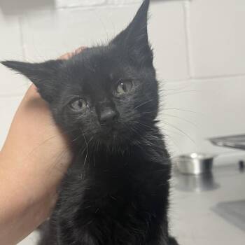 Ulani -  Domestic Medium Hair Cat Available for Adoption in Birmingham, Alabama - Ulani | PetCurious