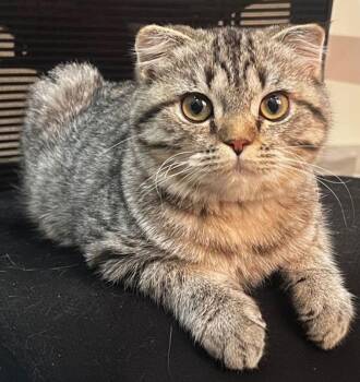 Scottish Fold Cats Available for Adoption in Snow Hill, Maryland - Arlo | PetCurious
