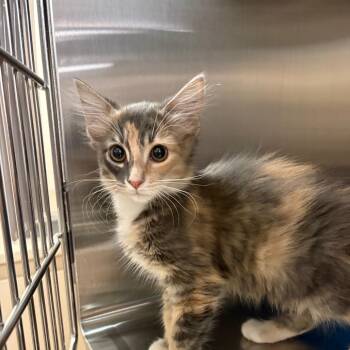 Cheep Cheep -  Domestic Short Hair Cat for Adoption in Kanab, Utah - Cheep Cheep | PetCurious