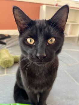 Jack -  Domestic Short Hair Cat for Adoption - Jack | PetCurious