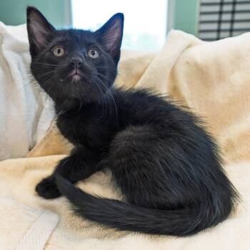 Hope -  Domestic Short Hair Cat for Adoption in South Elgin, Illinois - Hope | PetCurious