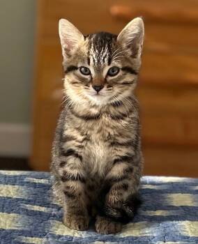 Rescue Tabby Cats for Adoption in San Antonio, Texas - Kirbie | PetCurious