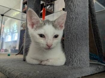 Cloud - (Weather Kittens) -  American Shorthair Cat for Adoption in Bordentown, New Jersey - Cloud - (Weather Kittens) | PetCurious