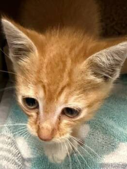 Bart -  Domestic Short Hair Cat for Adoption in Gastonia, North Carolina - Bart | PetCurious