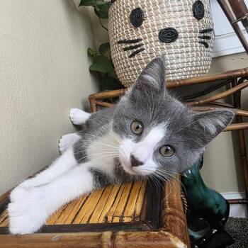 Princess Shockra -  Domestic Short Hair Cat for Adoption in Milan, Illinois - Princess Shockra | PetCurious