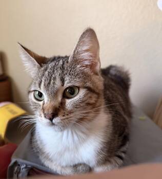 Bao -  Domestic Short Hair Cat for Adoption in Vancouver, Washington - Bao | PetCurious