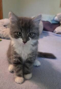 Duster -  Domestic Medium Hair Cat for Adoption in River Falls, Wisconsin - Duster | PetCurious