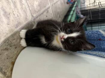 Kraven -  Domestic Short Hair Cat for Adoption in Fruit Heights, Utah - Kraven | PetCurious