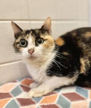Rescue Domestic Short Hair Cats for Adoption in Richmond, Kentucky - Pearl | PetCurious