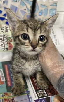 MACARONI -  Domestic Short Hair Cat for Adoption in Pensacola, Florida - MACARONI | PetCurious